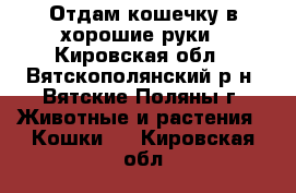 Отдам кошечку в хорошие руки - Кировская обл., Вятскополянский р-н, Вятские Поляны г. Животные и растения » Кошки   . Кировская обл.